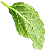 Hoja de yerbabuena a la izquierda